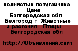 2 волнистых попугайчика  › Цена ­ 0 - Белгородская обл., Белгород г. Животные и растения » Птицы   . Белгородская обл.